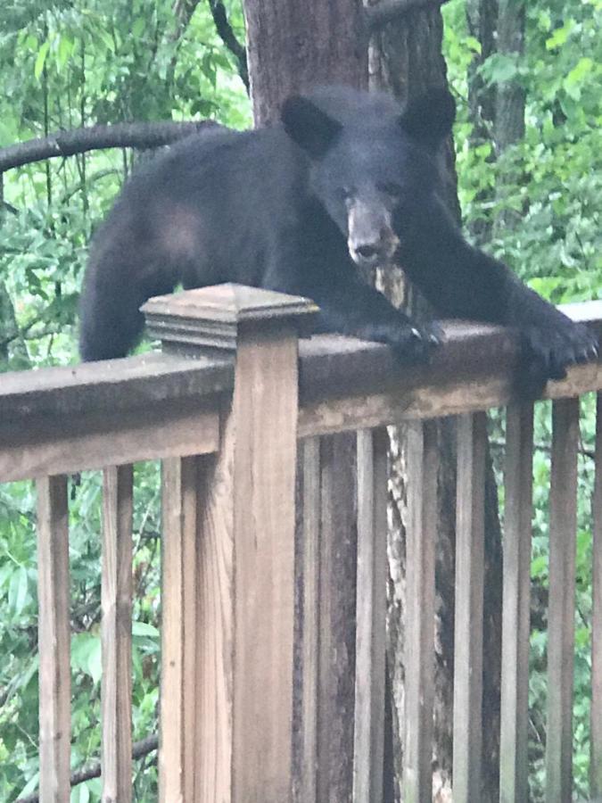 Lazy Bear Lodge Valle Crucis Zewnętrze zdjęcie